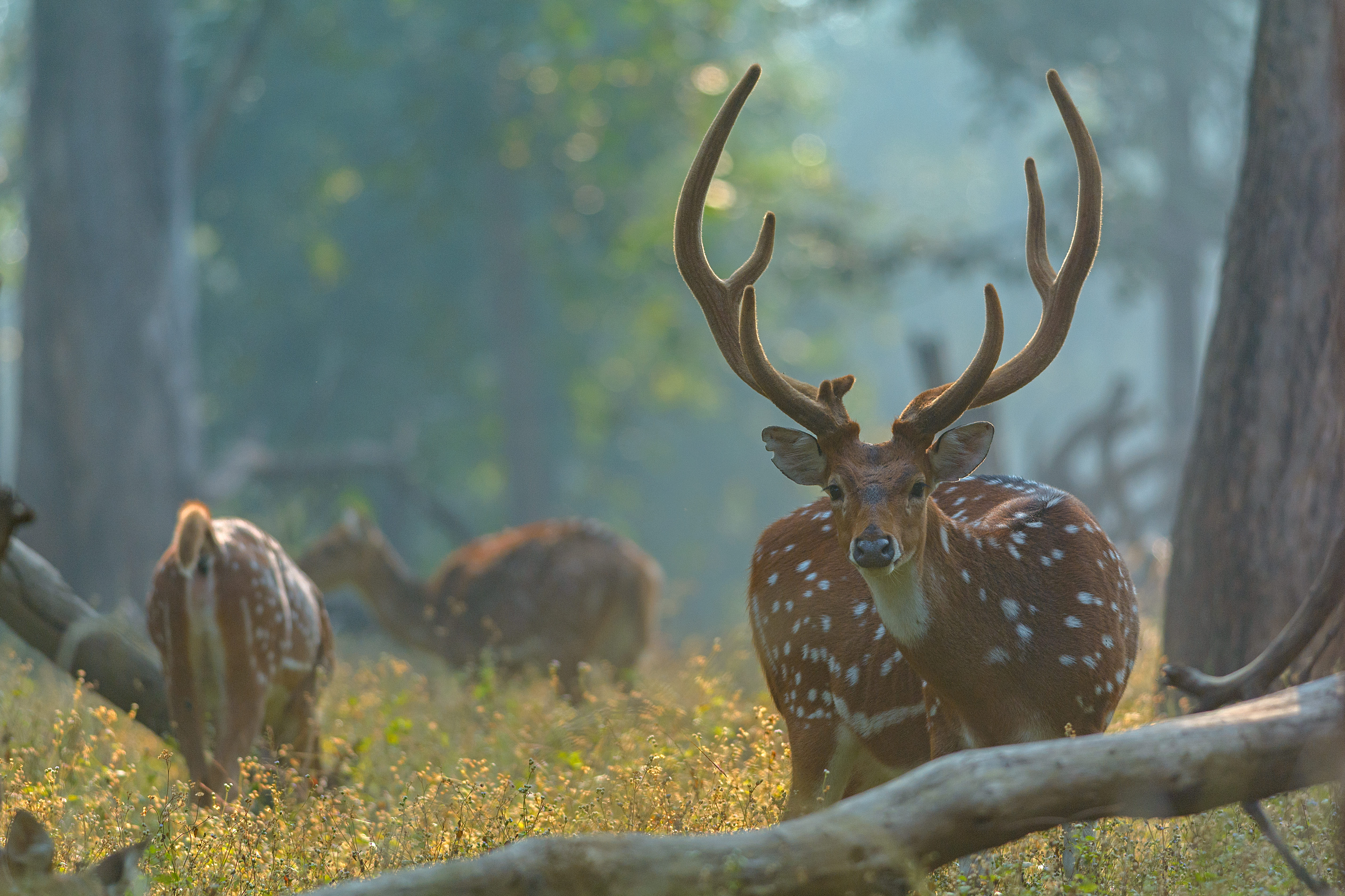 Photo from 15-Day India Wildlife Safari: Tigers, Rhinos & National Parks safari tour